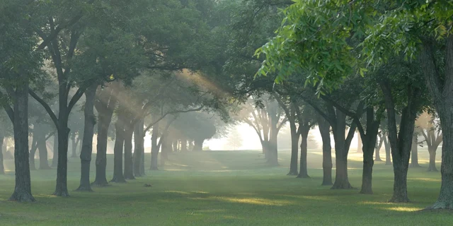 Sunlight through the pecan grove on the Richard Bland College campus.
